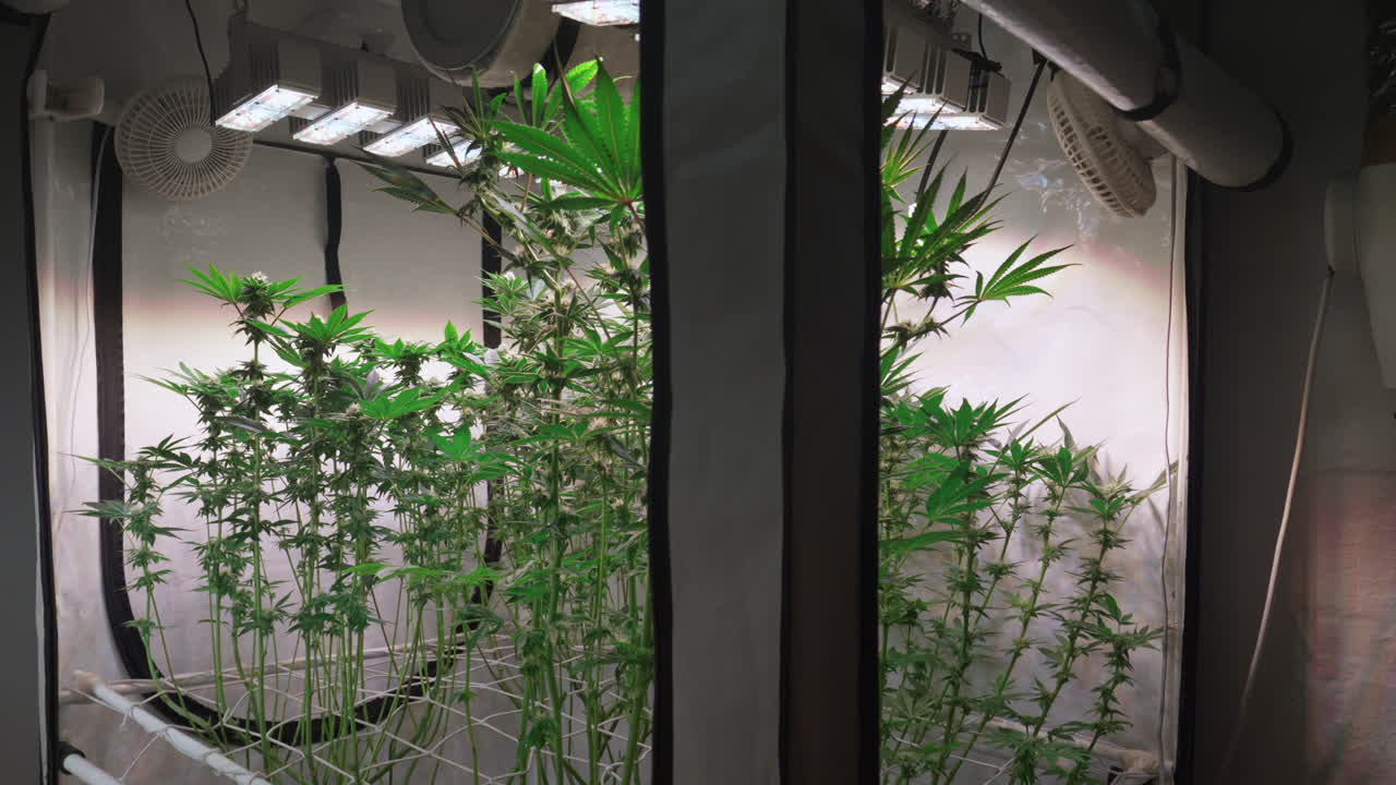 개화 단계에서 성장 텐트에서 자라는 대마초 식물의 샷