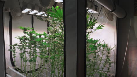 toma de plantas de cannabis que crecen en una carpa de cultivo durante la etapa de floración