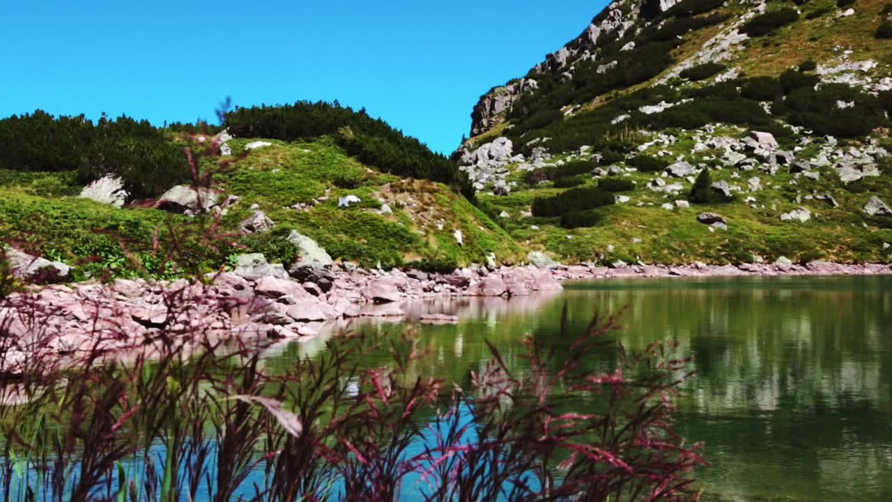 Landscape with wildflowers in the mountains next to a lake