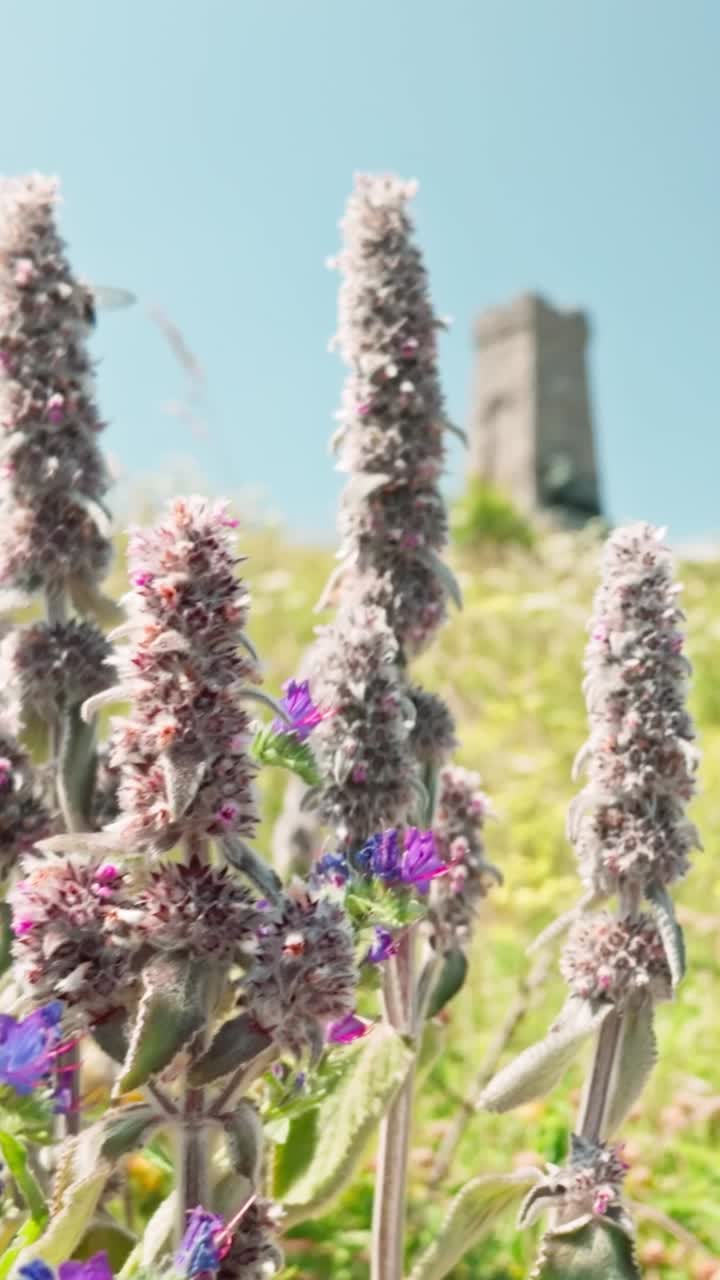 Wildflowers growing on Balkan mountains Shipka Pass memorial VERTICAL