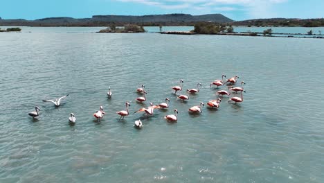 the drone is flying towards a group of flamingos in curacao aerial footage 4k