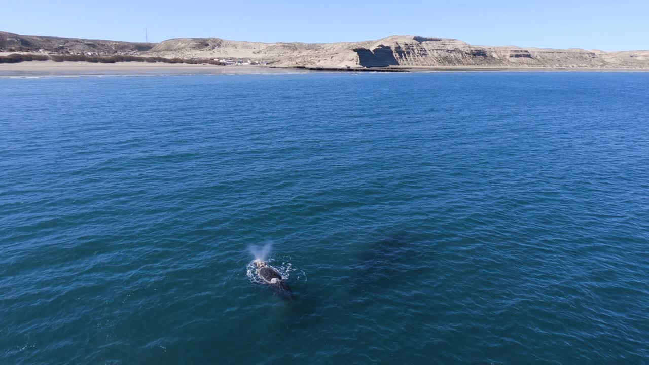 respiración de ballenas y flotando pacíficamente frente a la playa de puerto pirámides - toma aérea estática