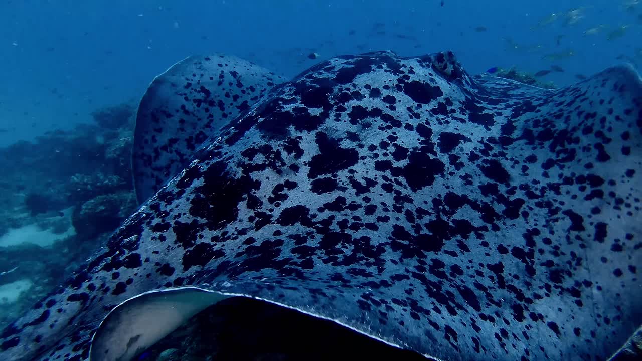 black spotted stingray passing close at camera