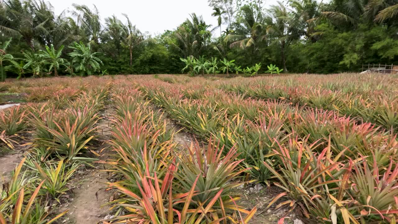 Camera slowly pans over tropical pineapple field with rustic shelter, natural daylight, lush greenery