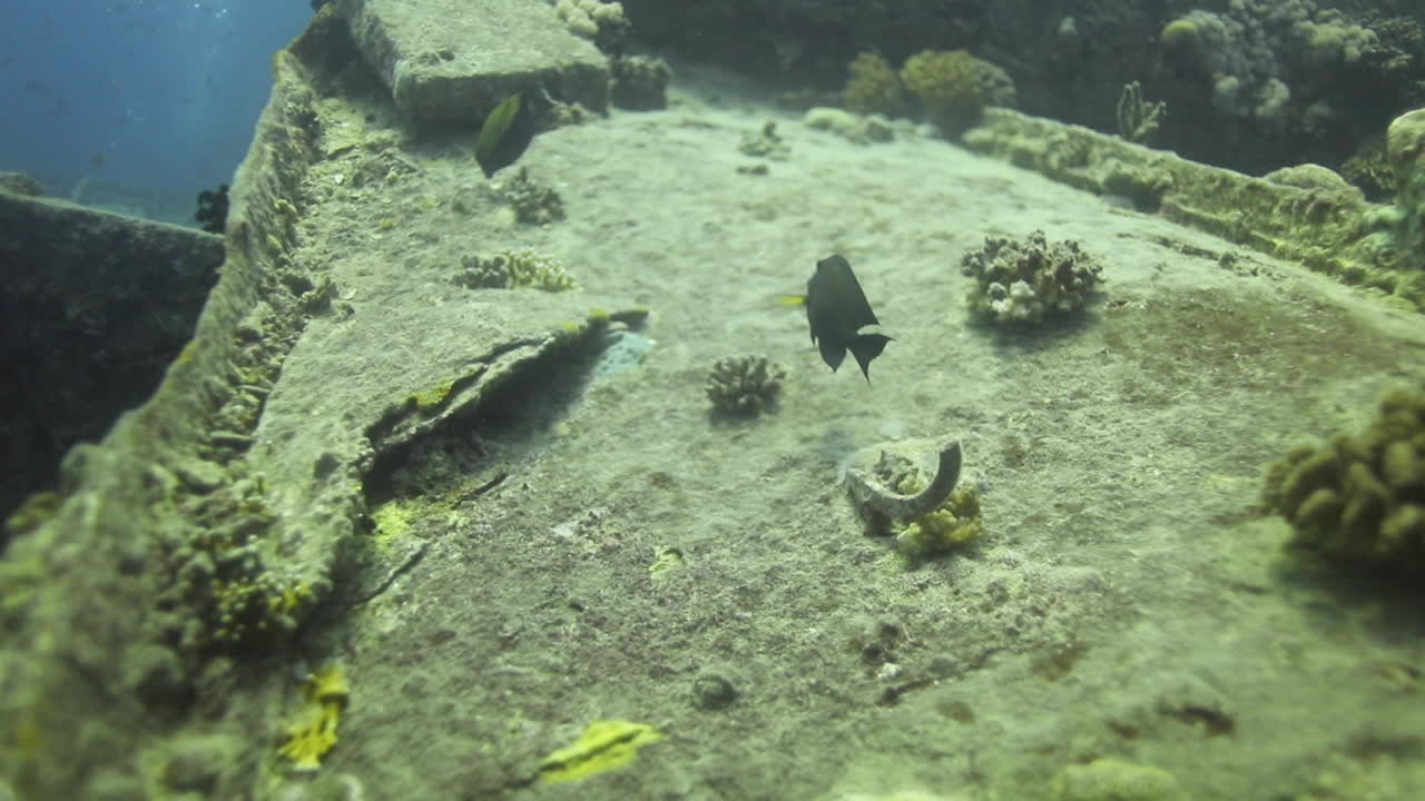 ss thistlegorm은 제2차 세계 대전 중 군사 장비를 실은 세계에서 가장 유명한 난파선 중 하나이며, 보고 탐험할 수 있는 화물의 양 때문에 많은 다이버들을 매료시킵니다.