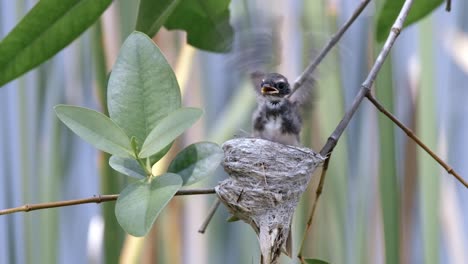 fledging malaysian pied fantail in nest flapping its wings