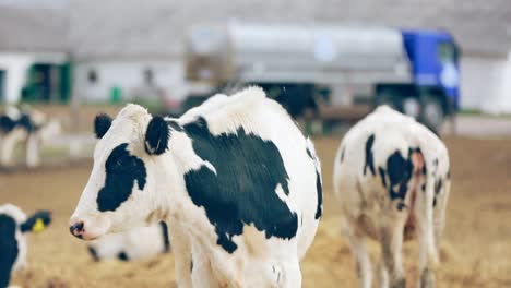 Holstein-cow-calf-grazing-on-pasture.-Cattle-grazing-on-dairy-farm