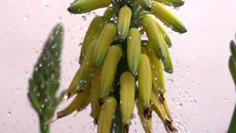 Fruta-De-Aloe-En-Cámara-Lenta