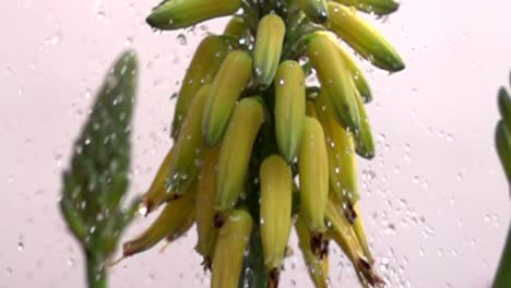 fruta de aloe en cámara lenta