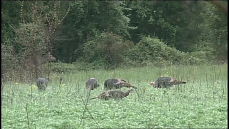 Truthähne-Werden-In-Der-Nähe-Von-Hirschen-Am-Rande-Eines-Waldes-Im-Wald-Auf-Nahrungssuche-Gesehen,-Ein-Jäger-Liegt-Auf-Der-Lauer-Und-Beobachtet-Die-Truthähne