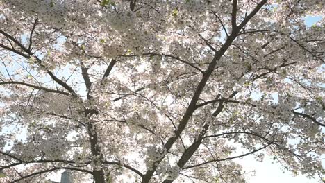 Slow-motion-view-of-cherry-blossoms-on-sunny-spring-morning