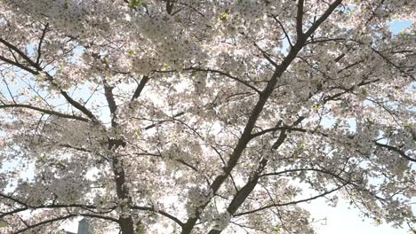 vista en cámara lenta de los cerezos en flor en la soleada mañana de primavera