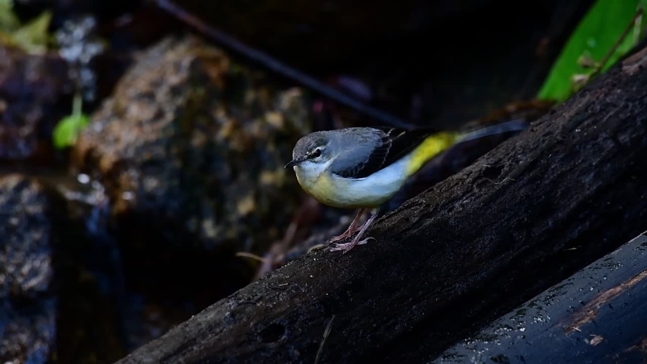 회색 wagtail, motacilla cinerea, doi inthanon, 치앙마이, 태국