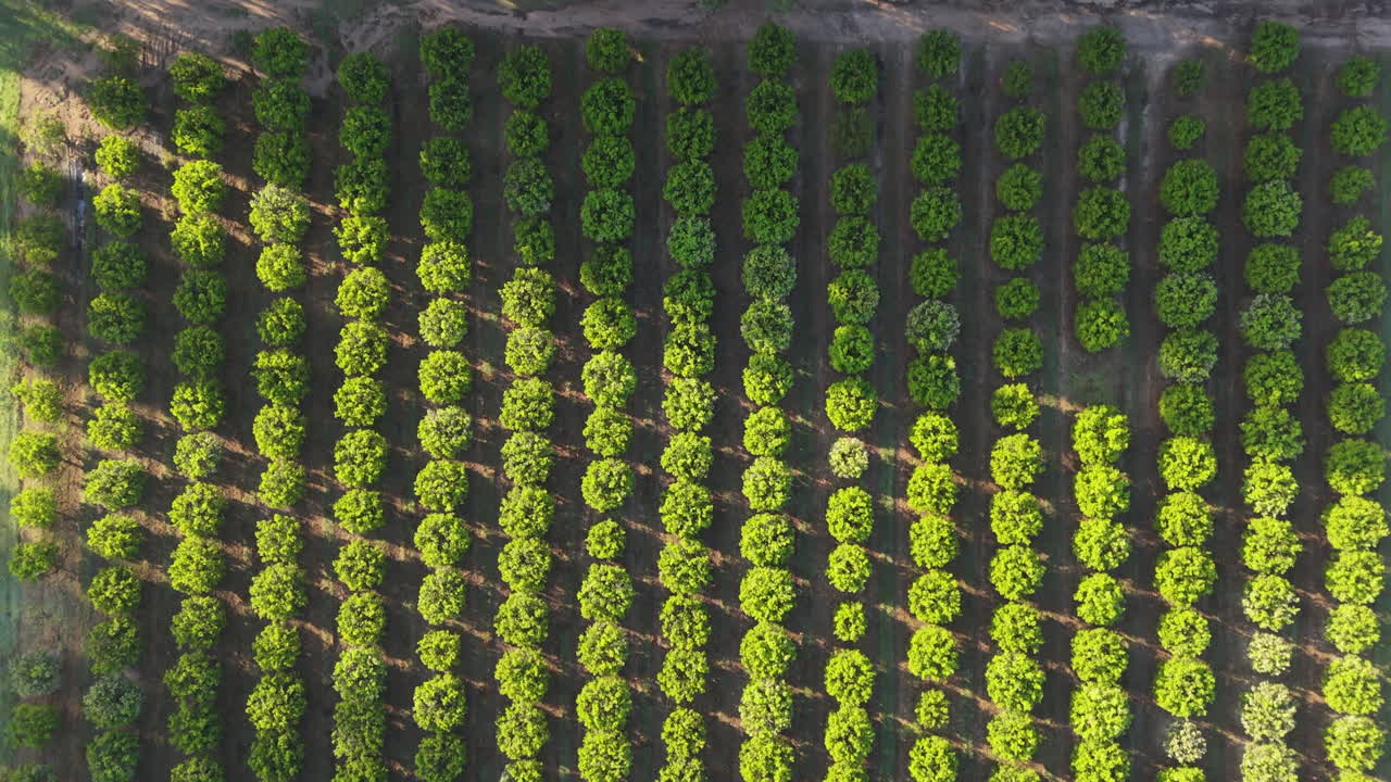 Aerial view of rows of orange trees in a modern monoculture agricultural plantation. Argentina. 4k.