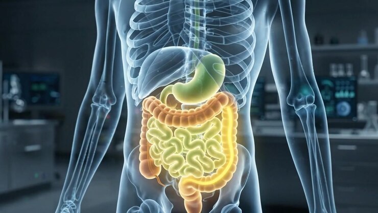 3D Medical Animation of Human Digestive System in Laboratory