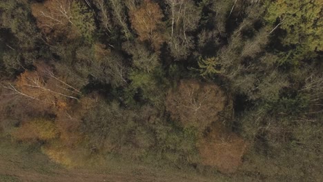 a deer couple hides in the autumn forest tank