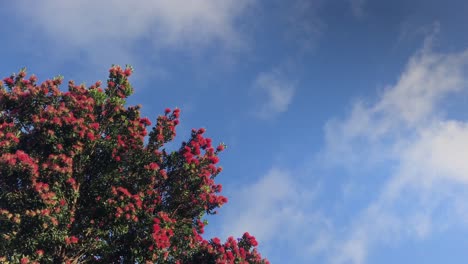 red pohutakawa flowers swaying in the gentle breeze under a blue sky in the daytime in auckland new zealand