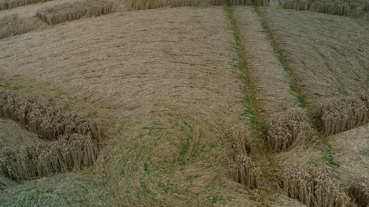 Luftfoto i omløb af Swarraton gyldne bygmark med et mærkeligt nærbillede af en korncirkel, langsomt tilt nedad fremad over landbrugsjord