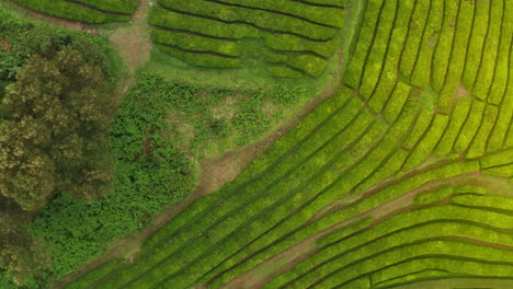 vista aérea desde arriba de las plantaciones de té verde