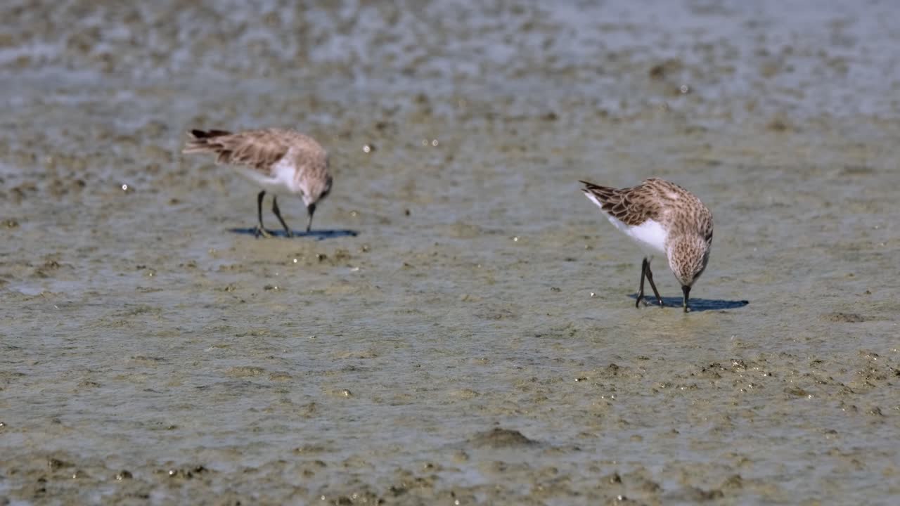 오른쪽으로 갈 때 진에서 먹이를 찾는 은 목의 스틴트 칼리드리스 루피콜리스 (calidris ruficollis, 태국)