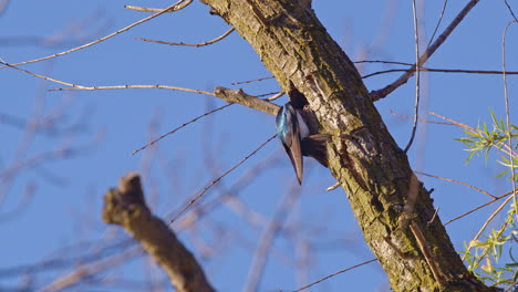 spring skies come alive with slow motion purple martin mating displays.
