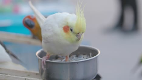 a cockatiel eating from a bowl