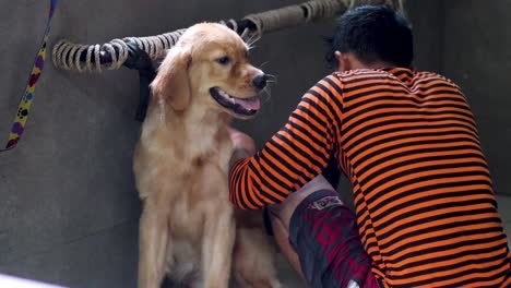 man grooming a happy golden retriever in a salon