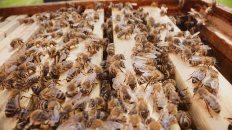 cientos de abejas de carniola trabajando en la colmena en panales de miel