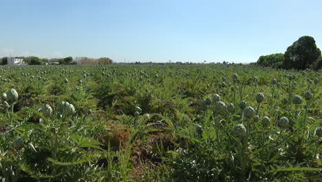 artichoke farm