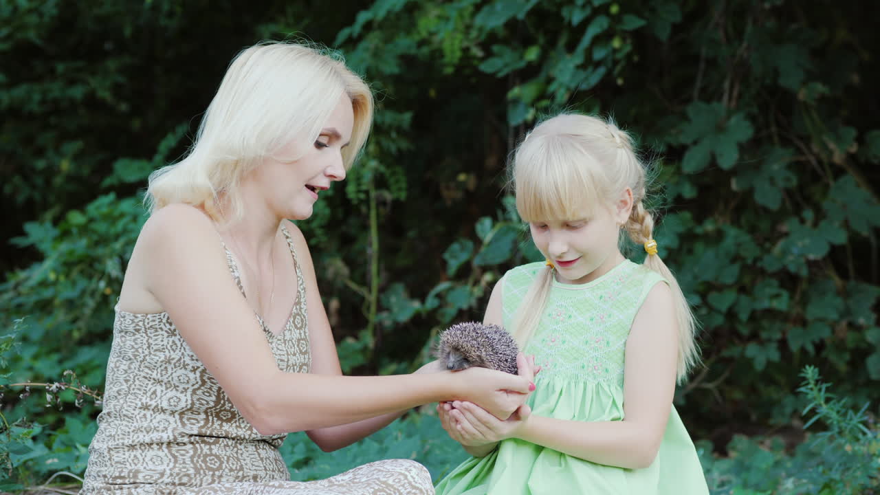 엄마와 딸은 야생 동물 개념 4k 비디오와 작은 고슴도치 통신을 들고 있습니다.
