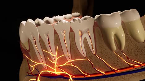 tooth - detail model - 3d model animation on a black background. nerves, cut tooth, arteries.