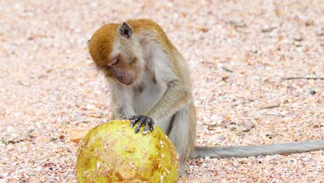 curious monkey examines a large yellow fruit