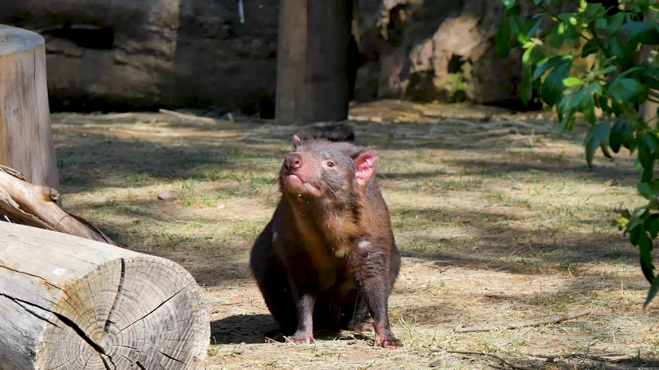 Tasmanian devil sitting on the ground