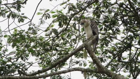 Staring-down-to-the-left-moving-its-head-then-steps-to-change-position,-Rare-Footage,-Philippine-Eagle-Pithecophaga-jefferyi,-Philippines