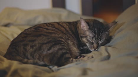 gato domesticado en un sueño profundo acostado en una cama cómoda en casa - primer plano medio