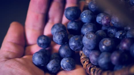 Blueberries-fall-in-the-palm-of-your-hand