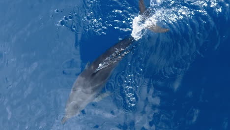 dolphins swimming and playing at bow of boat in tropical clear blue water, vertical format