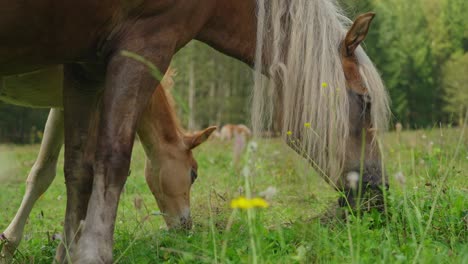 mare and foal grazing in a lush green field