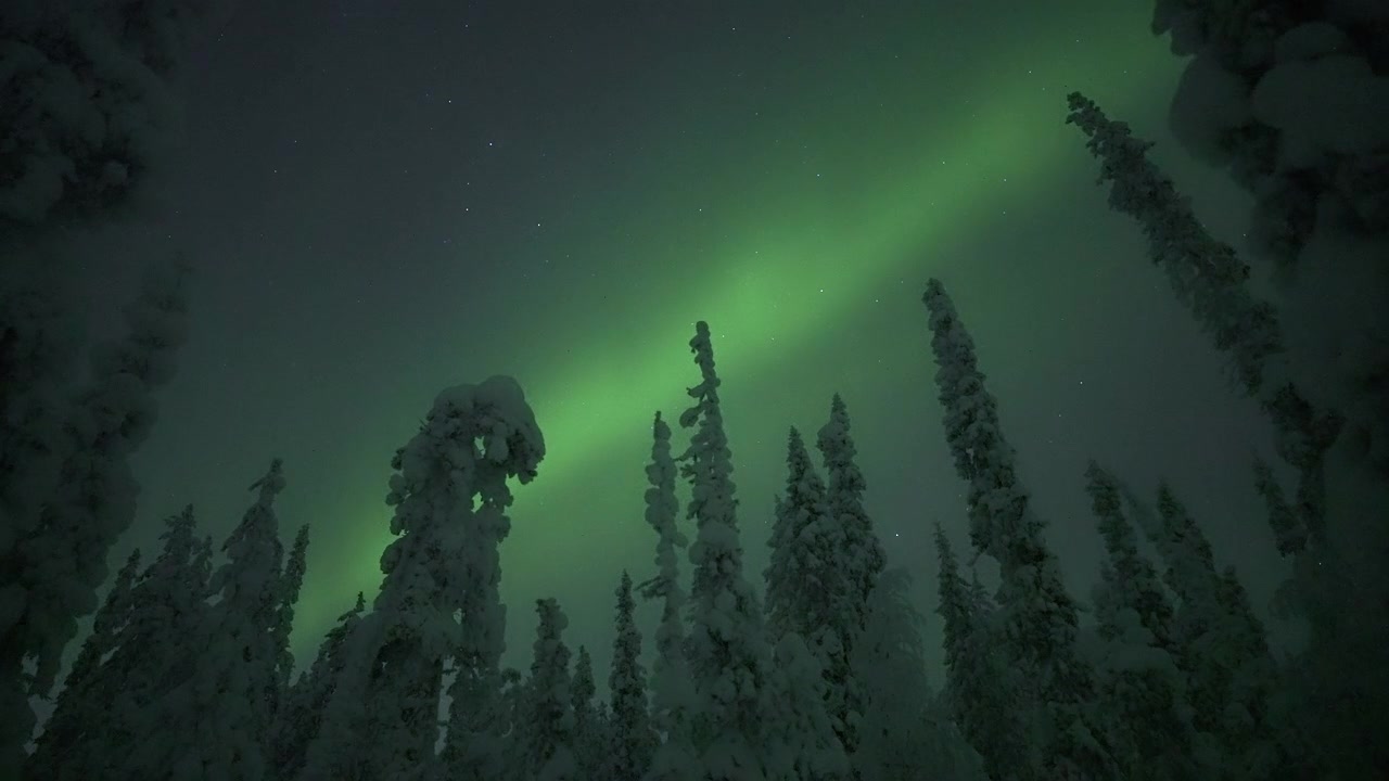 Aurora boreale verde su alberi innevati in un paesaggio artico