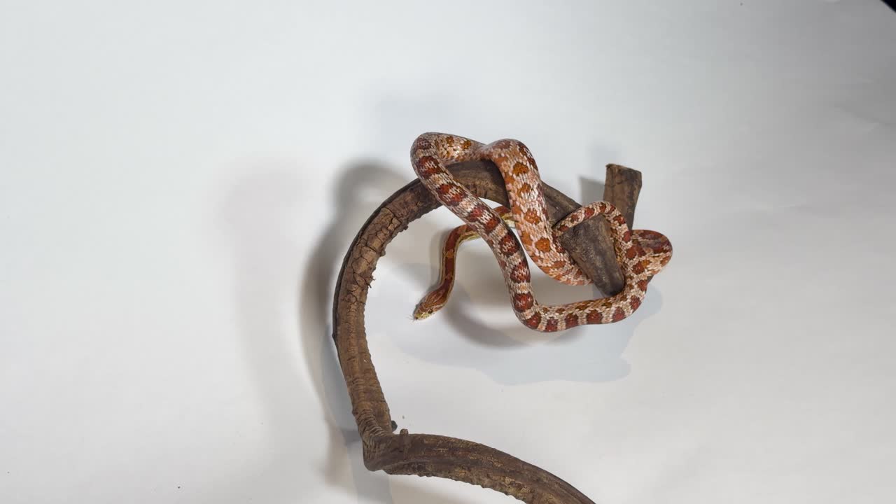 Un serpente del grano a motivi si muove lentamente e si avvolge attorno a un ramo di legno con illuminazione da studio