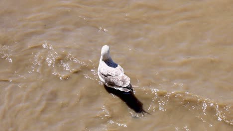 a caspian gull floating and flying in water