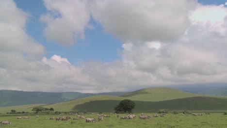 A-wide-shot-of-the-plains-of-Africa-with-zebras-in-the-distance