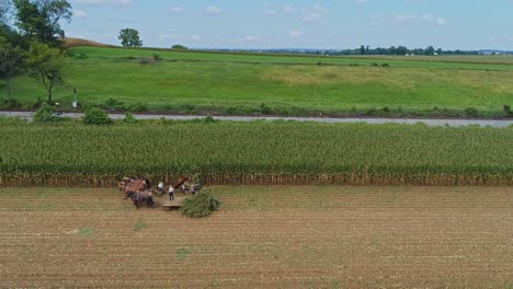 Eine-Luftseitenansicht-Von-Amish,-Die-Dort-Mit-Sechs-Pferden-Und-Drei-Männern-Mais-Ernten,-Wie-Es-Vor-Jahren-An-Einem-Sonnigen-Herbsttag-Getan-Wurde