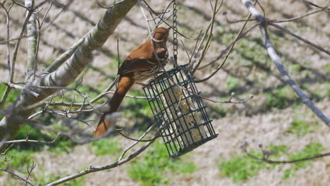 brown thrasher eating at a suet bird-feeder during late-winter in south carolina