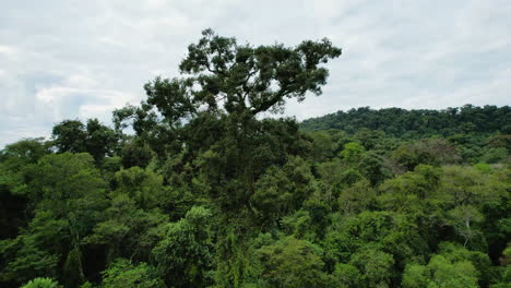 bird's eye view of an imposing rosewood tree standing prominently amidst the native jungle
