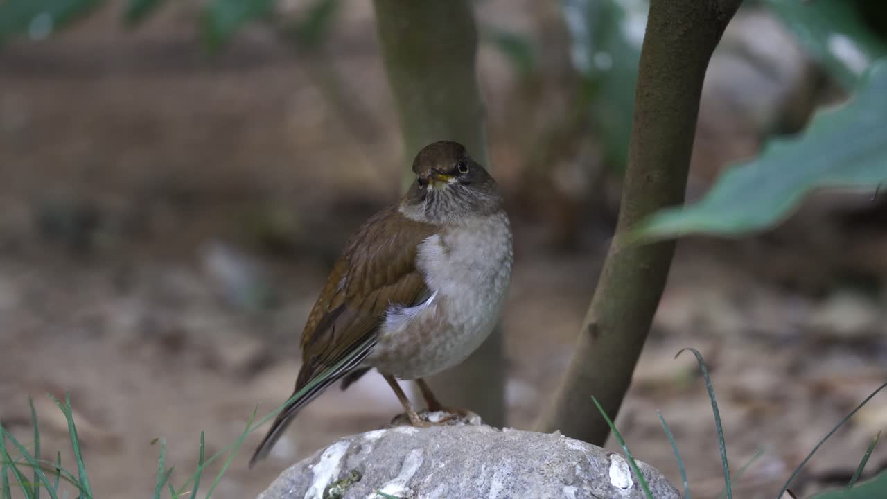 Close Up of a Pale Thrush Bird standing still under a plant