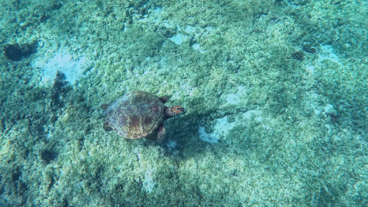  Green Sea Turtle Swimming Under The Tropical Blue Sea