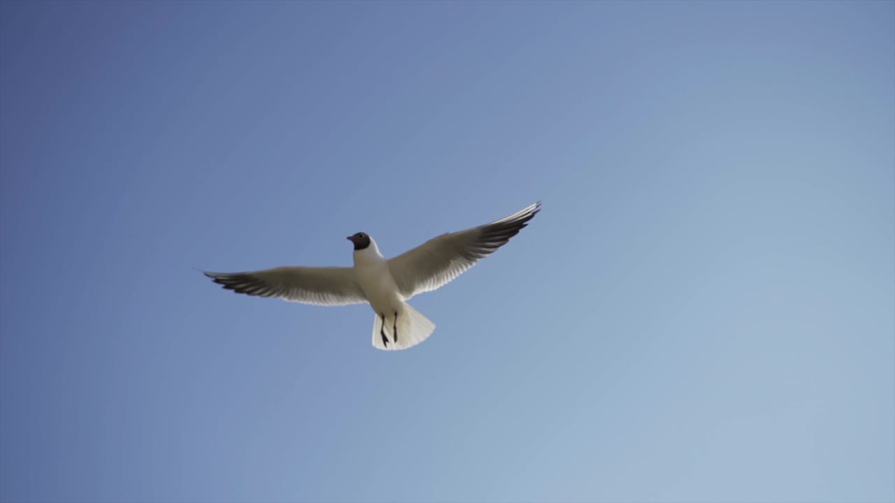 Hungry seagulls flying in the air and looking for food, slow motion.