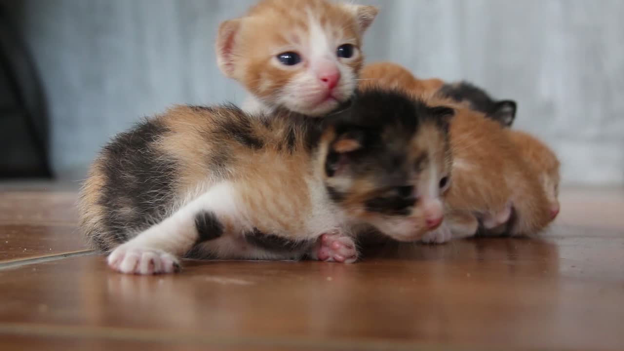 familia de gatitos indefensos y confundidos con su madre al fondo