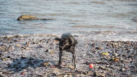 Schwarzer-Labrador-Hund-Läuft-Ans-Ufer-Und-Schüttelt-Wasser-Ab,-Zeitlupe